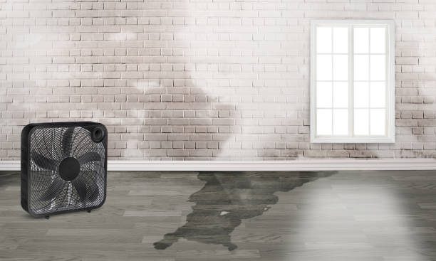 Best Flood damage cleanup  in Hart, TX